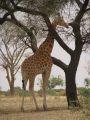 06 girafe jouant a cache-cache